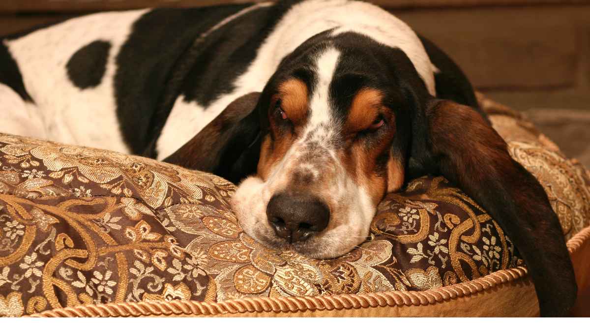 Ból gardła i angina u psa – czy to możliwe?